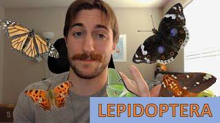 Lepidoptera: The Butterflies and Moths - Order Spotlight