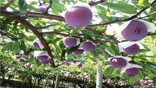 Japan Giant Plum Farm Harvesting - Sumo Plum Japan - Amazing Japan Agriculture Technology