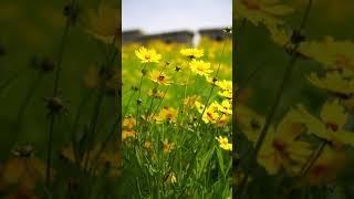 Vertical natural video HD - Golden-Wave, 세로 영상 HD - 금계국, Beautiful flower