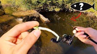 Je ne m'attendais pas a pêcher un tel poisson la dedans, c'est très gros et improbable !!!