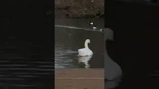 Mute Swan on Barnes Pond