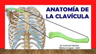  Anatomy of the CLAVICLE, Easy, Quick and Simple!