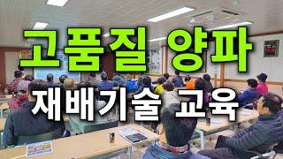 고품질 양파 재배기술 교육.