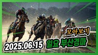 2025년 6월 15일 일요 부산경마 전체경주 모아보기
