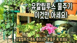 유칼립투스 키우기 까다로운 식물을 죽이지 않는 제일 기본은 물주기! 과습도! 수포도 생기지 않는 타이밍 / 예민한 유칼립투스 분갈이 몸살 없는 방법은?