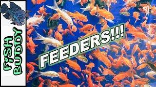 Feed Yo FISH!