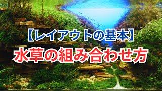 水草の組み合わせ方のコツ！ まとまりのあるレイアウトを作るポイントをご紹介！