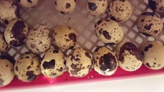 Вылупление перепеленка. Маленький кроха, новая жизнь!
