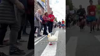 A duck that won the marathon championship #shorts #animal #duck #run #cute #pets