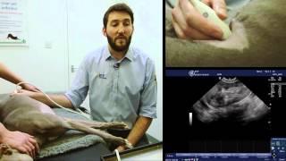 IMV imaging Small Animal Advanced Abdominal Ultrasound Video 3 – Left Adrenal Gland