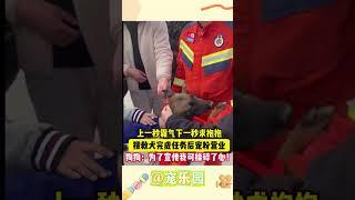 上一秒霸气下一秒求抱抱 搜救犬完成任务后宠粉营业 狗狗：为了宣传我可操碎了心！. #宠乐园 #轻松一刻 #动物