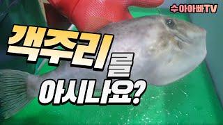 객주리를 아시나요? 횟집 아들 클라스가 ㅎㄷㄷ 합니다.  How to fillet Fool fish [수아아빠TV]