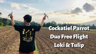 COCKATIEL PARROT DUO FREE FLIGHT (LOKI TUMULDOK!)