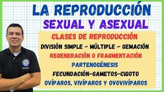 LA REPRODUCCION SEXUAL Y ASEXUAL . Partenogénesis, gemación, regeneración, ovíparos, Hermafroditas