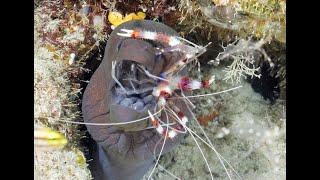 Giant Moray and Cleaner Shrimp in Maldives Pt 2