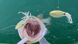 Snook and Jacks Love Squid! EPIC Ocean Inshore Florida Jigging Bite!