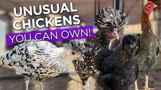 Chicken Breeds You Can Own - Exotic, Unique Unusual Backyard Chickens