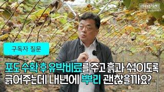 수확 후 유박비료 내년 뿌리 괜찮을까요? #구독자질문