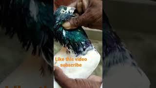 Top Quality Rampuri Kabootar #kabutarstatus #pigeonstatus
