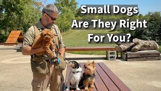 Small Dogs | Are They Right For You?