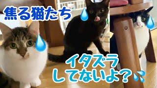 イタズラをごまかす猫たちの焦りっぷりが面白いwww