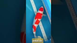Kohaku Dainichi 77cm tại OnKoi - Quang Minh