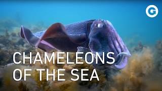 Deep in the World of Cephalopods: Deadly Octopuses, Squid and Cuttlefish | Wildlife Documentary