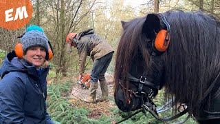 Shetland Pony tries Horse Logging.....or Twigging!