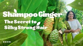 "Shampoo Ginger: The Secret to Silky, Strong Hair"