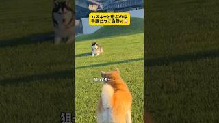 ハスキーと遊ぶのは家族全員命懸け#シベリアンハスキー #柴犬#おもしろ #shorts #shortvideo #youtubeshorts