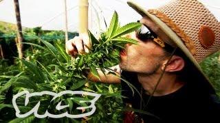 Kings of Cannabis: Part 1/3 (Documentary)