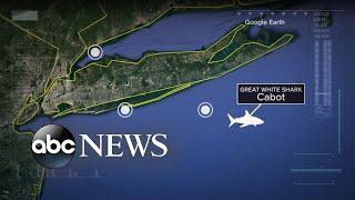 Fascination grows around great white shark tracked lurking in New York waters