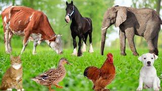 Farm Animal Sleep: Sheep, Cat, Cow, Goat, Dog, Duck, Pig, Monkey, Giraffe – Animal Sounds