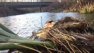 Kayaking the Columbia Slough: Lure of the Evil Iris