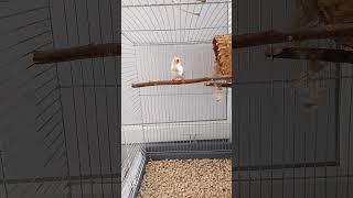 Суєтливий Педро, не знає чим себе зайняти #pets #zebrafinch #амадин