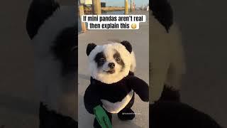 Happy National Panda Day! Every day is panda day for Huxley ️ #pandapuppy #cutepets #dogcostume