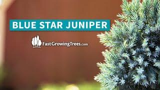 Blue Star Juniper | FastGrowingTrees.com