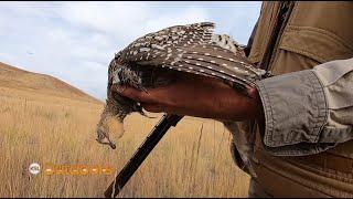 Hunting Sharp-tailed Grouse in Northern Utah