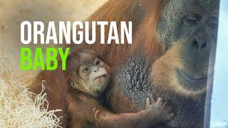 Philadelphia Zoo Announces Birth of Sumatran Orangutan