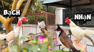 Giới thiệu chim CHÀO MÀO siêu ché mới tách từ Aviary & những chú gà bạch nhạn rất đẹp || Đạt Bird TV