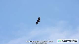 Greater Spotted Eagle @ Chiu S C 4795