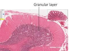 Histology with Chimmalgi: Cerebellum