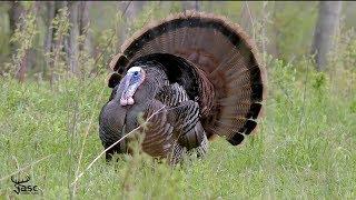 Jase Outdoors Turkey Hunting Highlights