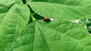 Flying Ladybug/Ladybug