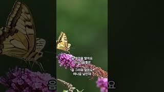 ~ 하얀나비 [김정호]  Song by  CowBoy Tarzan  ༺별빛ll한스푼ঔৣ꧂  2025 0618 Wed A051