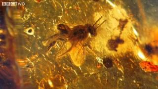 Ancient Bee Trapped in Amber - How to Grow a Planet - Episode 2 - BBC