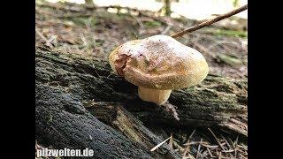 Kahler Krempling, Paxillus Involutus, Agaricus Contiguus, Ruthea Involuta