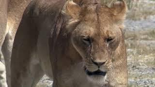 BBC Natures Great Events 3of6 The Great Migration