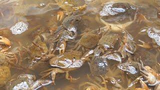 Cooking Freshwater Crabs in Vietnam - Vietnam street food