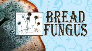 Bread Mould Fungus in The Laboratory | business insider